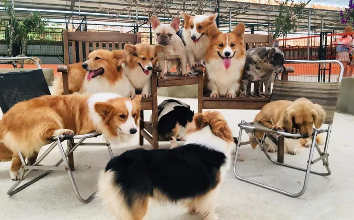 Tour Đà Lạt - Xứ Thông Reo - 4 Ngày 3 Đêm 3