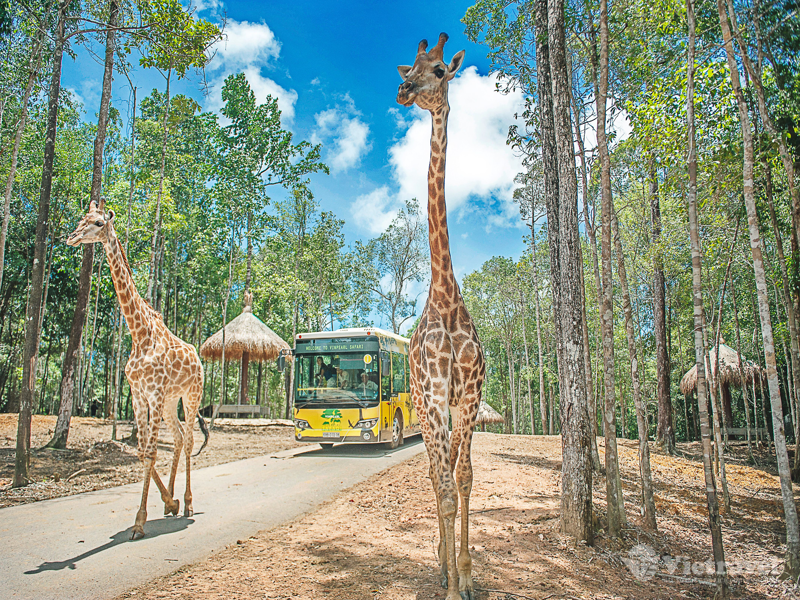 Tour Hoang Dã - Cano Lặn Ngắm San Hô - BBQ Bãi Biển